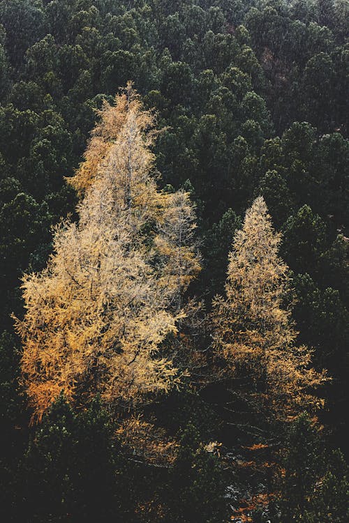 Kostenloses Stock Foto zu 4k wallpaper, bäume, blätter