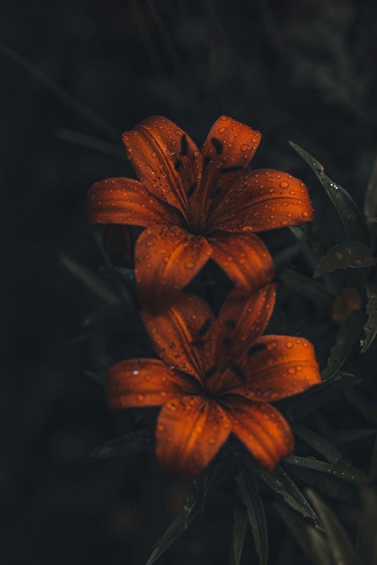 Close-Up Photo Of Wet Tiger Lily Flowers