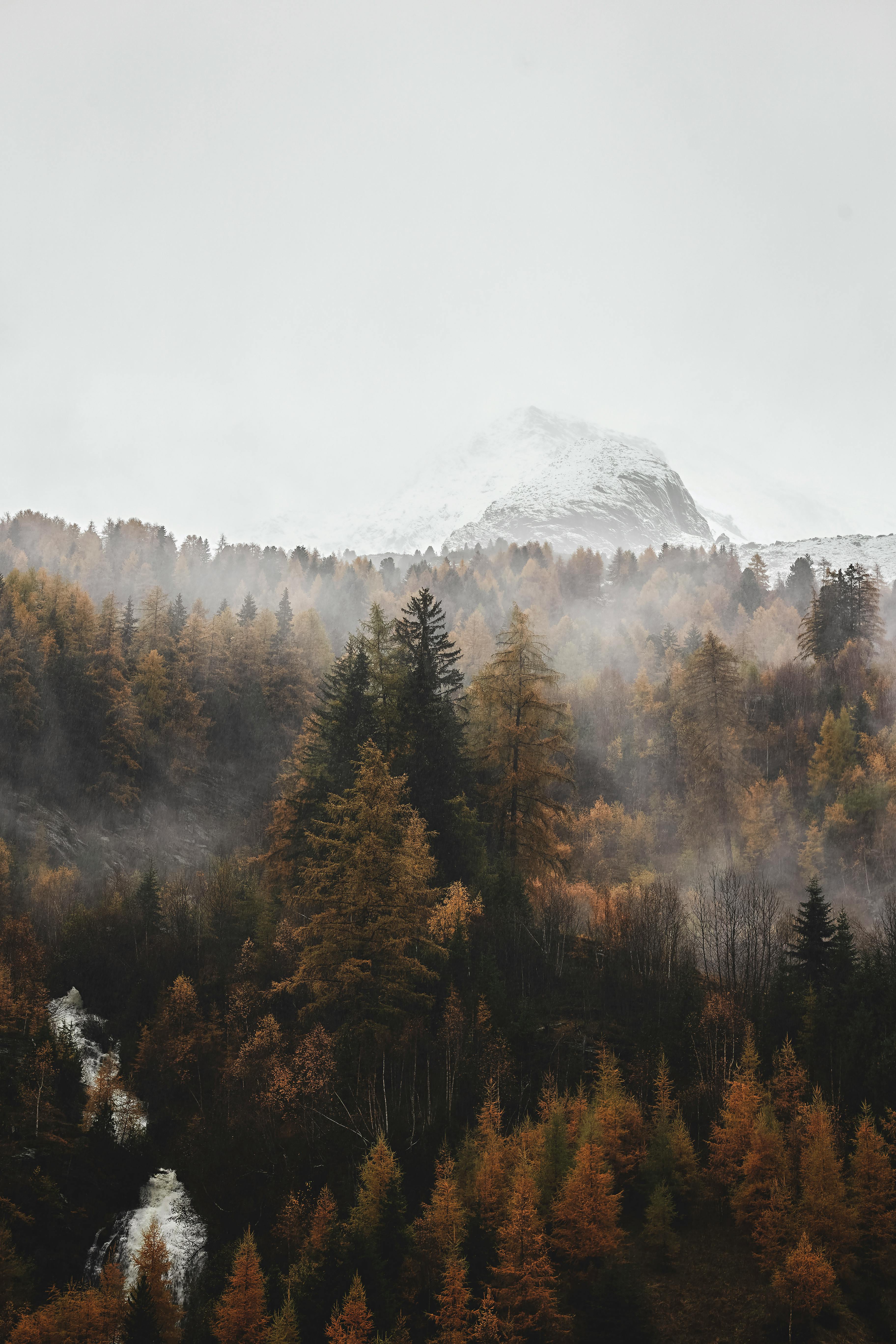 Foto profissional gratuita de alpes, árvores, clima, com frio, conífera,  declínio, enevoado, floresta, garoa, madeiras, meio ambiente, natureza,  neblina, papel de parede 4 k, papel de parede hd, tiro vertical