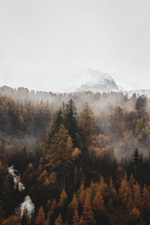 Free Photo of a Forest with Mist Stock Photo