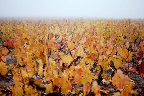Gratis stockfoto met aarde, esdoornbladeren, herfst Stockfoto