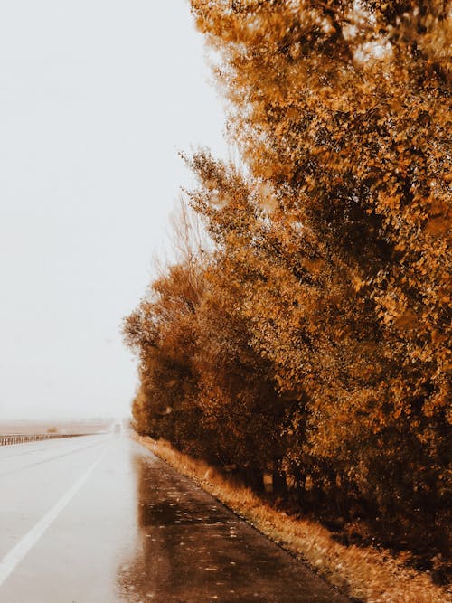 A Wet Road Beside Brown Trees Under White Sky