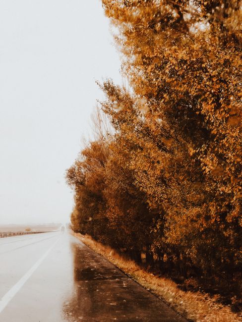 A peaceful wet road lined with autumn trees under a white sky, captured during the day outdoors.