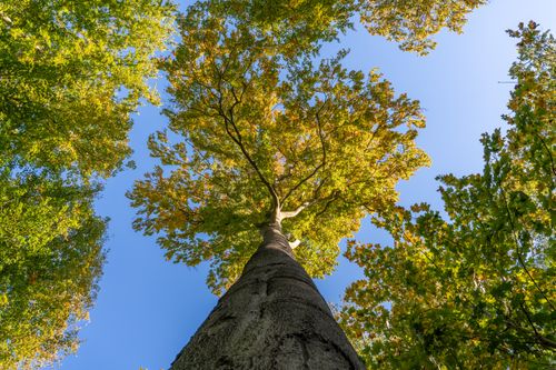 Free Captivating low angle shot of vibrant autumn trees against a clear blue sky. Stock Photo
