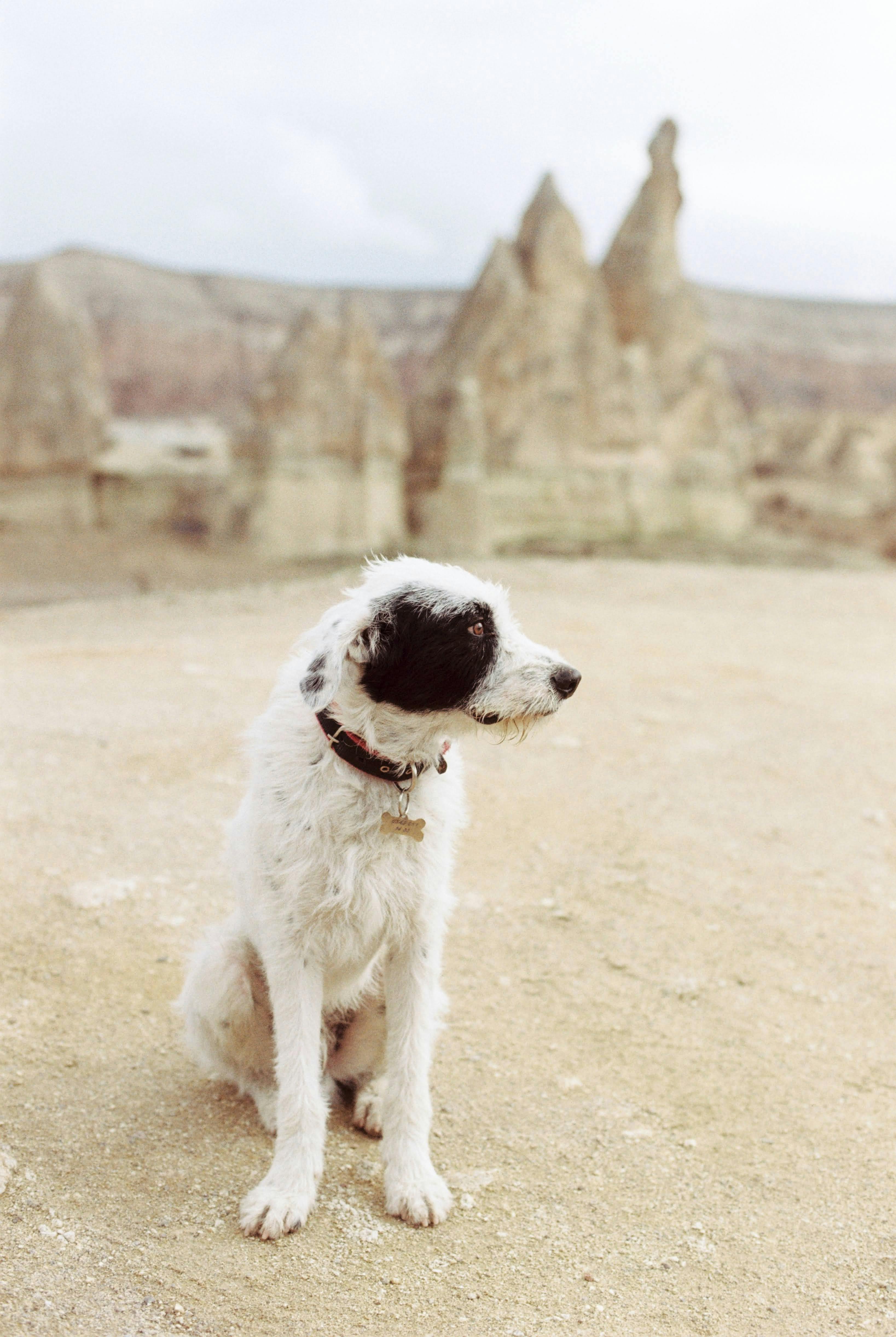 A cute, black and white dog sits in a desert-like rocky terrain, looking afar.