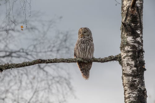 Ural Owl Perched on Brown Tree Branch