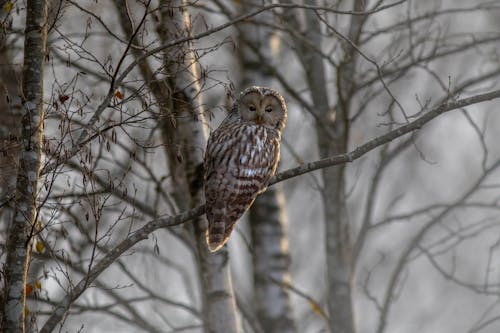 An Ural Owl Perched on Bare Tree