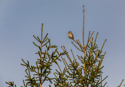 A Bird Perched on a Pine Tree