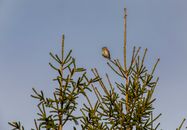Brown and White Bird on Green Plant