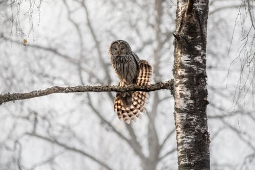 Ural Owl Perched on Brown Tree Branch