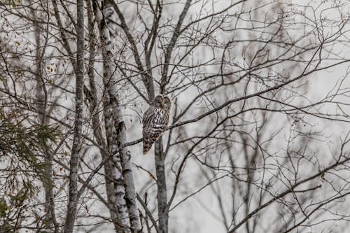 An Ural Owl Perched on the Branch of a Leafless Tree
