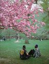 Men Wearing Jacket Sitting Under a Cherry Blossom Tree