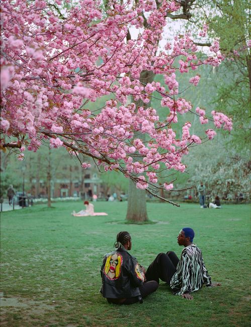 Two adults enjoy a spring day under cherry blossoms in a New York City park.