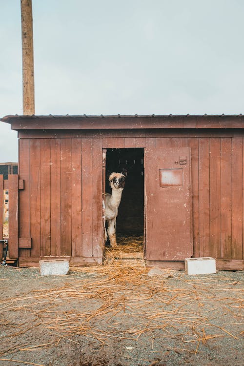 Fotobanka s bezplatnými fotkami na tému chalupa, drevený, dvere