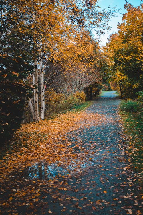 Colorful Trees around Sidewalk in Autumn