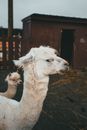 Close up on Llamas Head with Little Llama behind