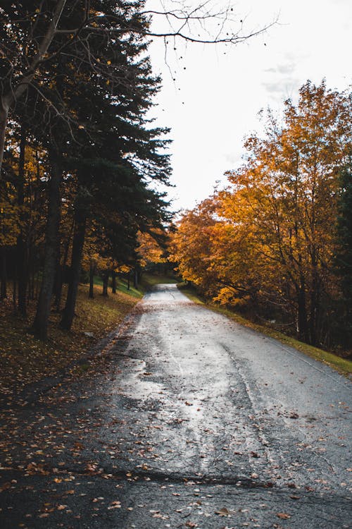 Бесплатное стоковое фото с деревья, дорога, листва