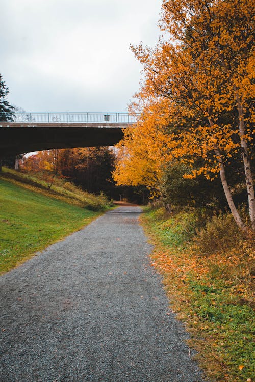 Gratis stockfoto met brug, herfst bomen, leeg