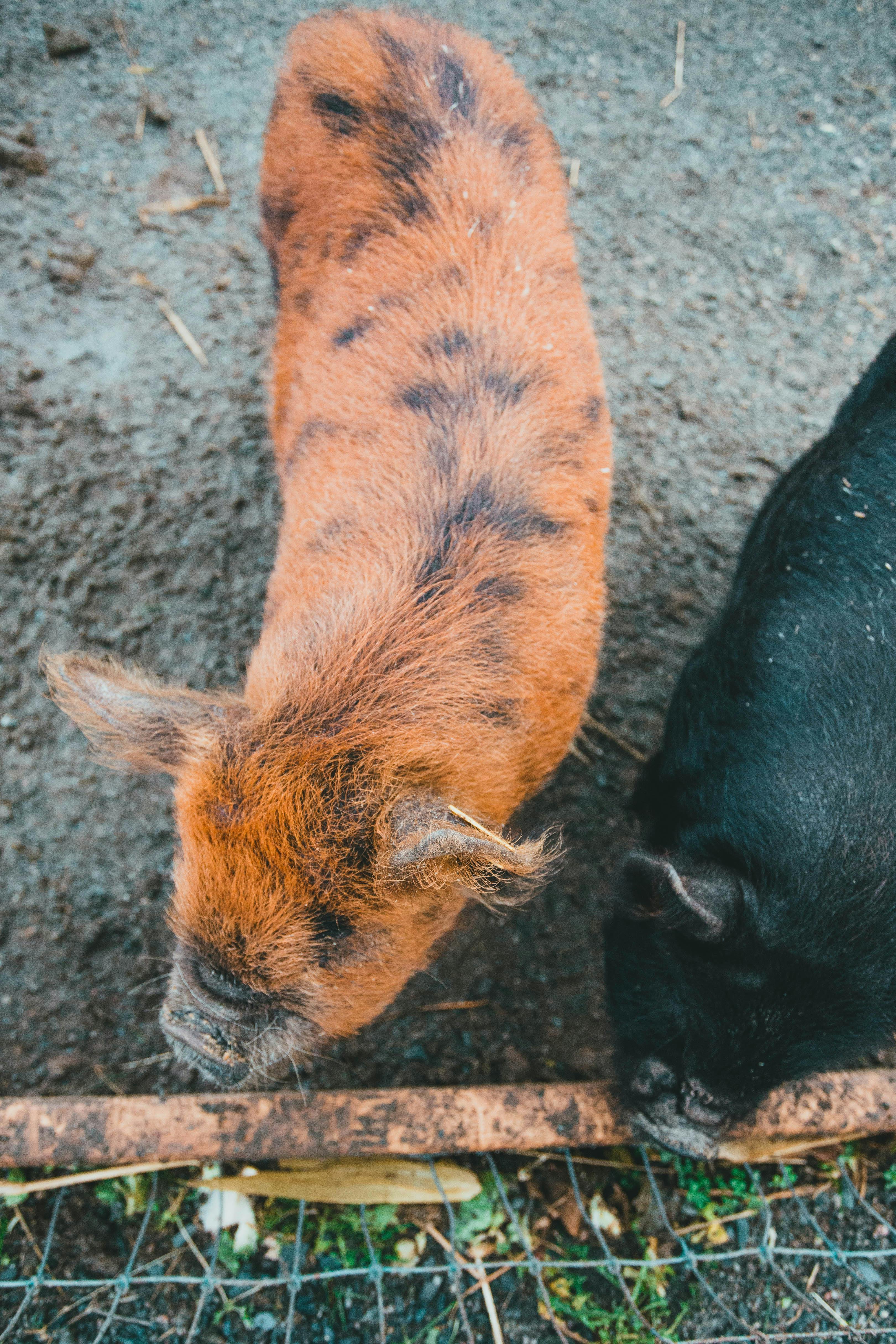 black and brown pigs standing on dirt ground