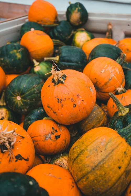 Close up on Pumpkins and Watermelons in Container