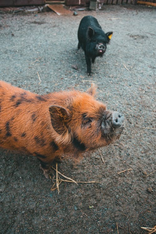 Brown and Black Pigs on Gray Ground