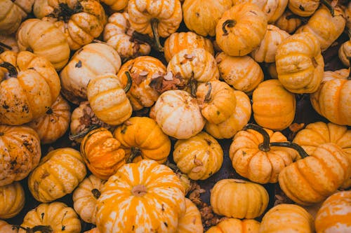 Close up on Pumpkins