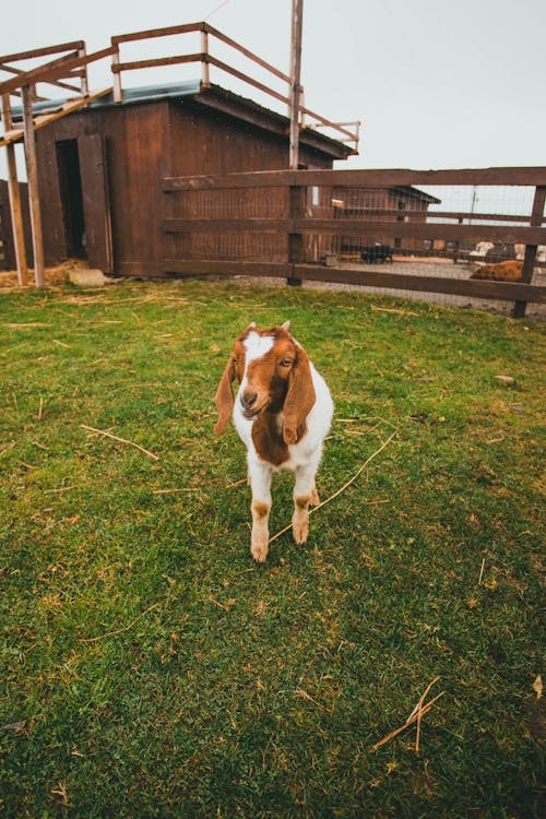Small Goat on Grass