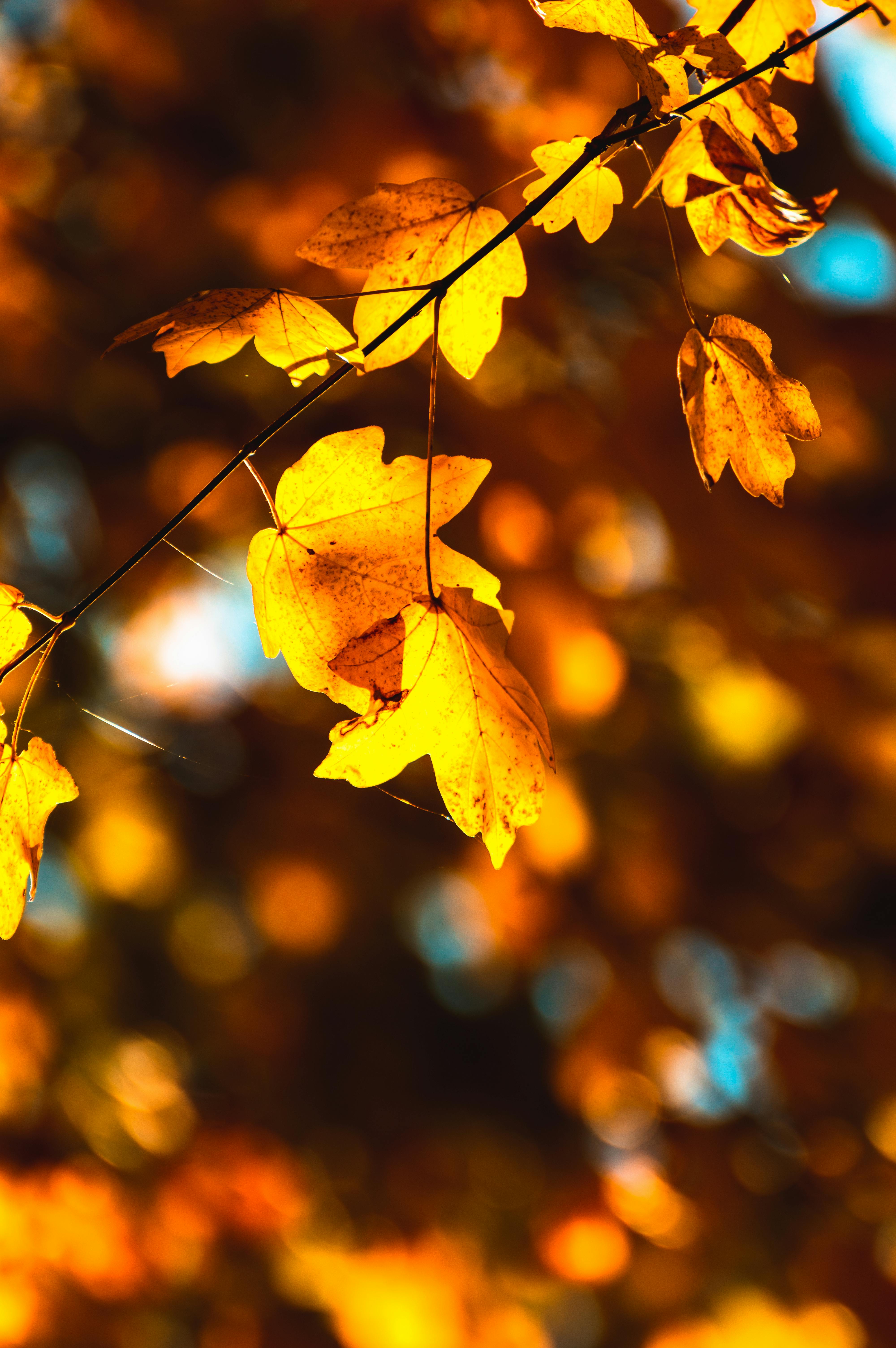 Bộ sưu tập hình nền mùa thu lá vàng đẹp và lãng mạn nhất - ✫ Ảnh đẹp ✫