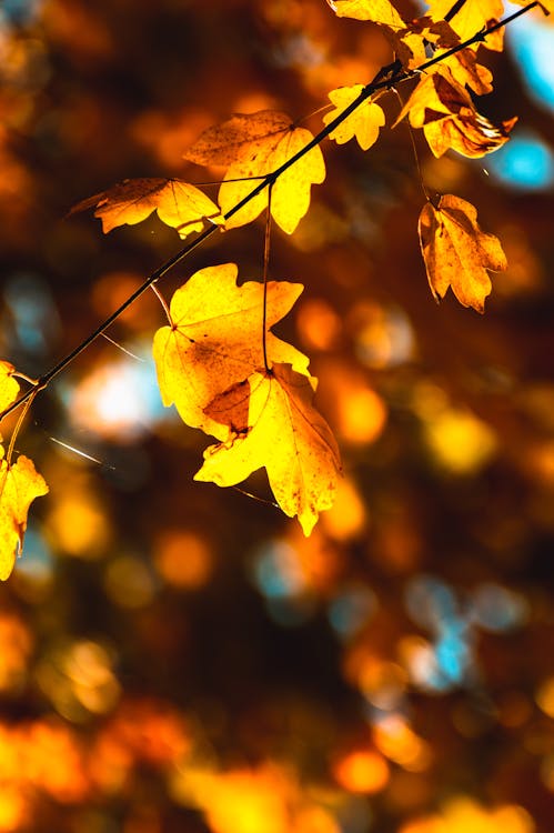Photography of Autumn Leafs · Free Stock Photo