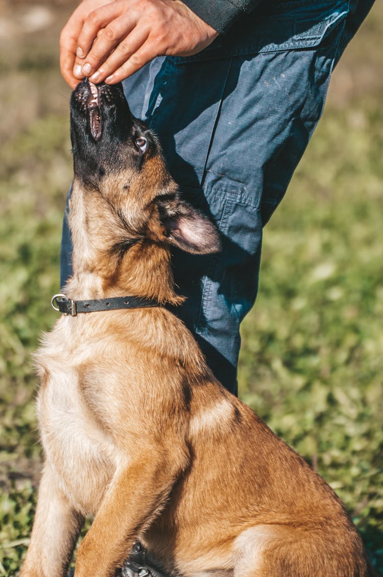 Dog Getting Snack