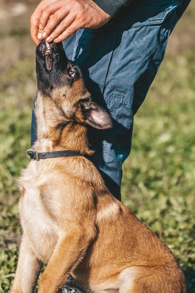 Belgian Malinois puppy receiving a treat during training