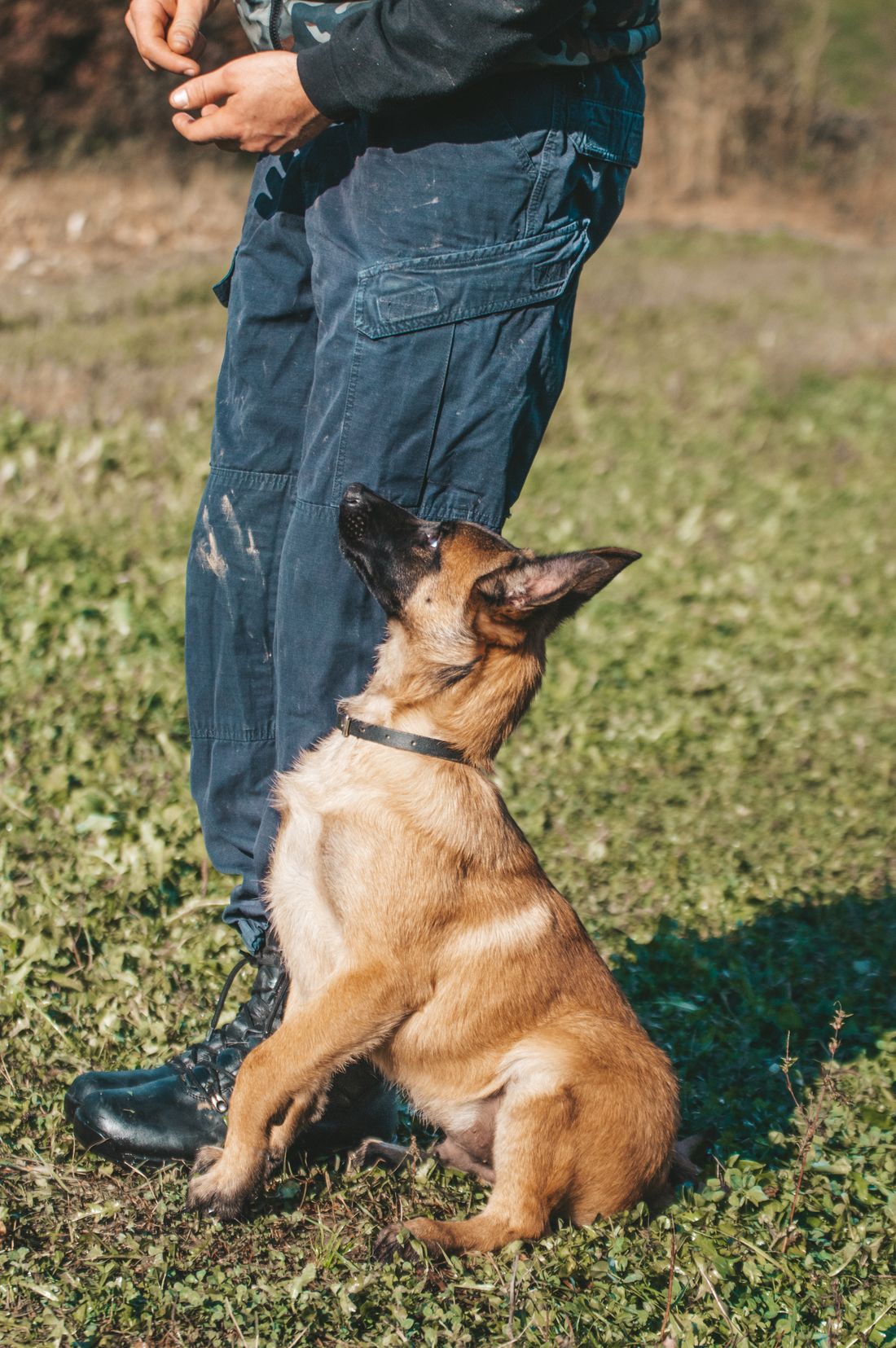 Alman Çoban Köpeği yavrusu dışarıda handler yanında eğitim yapıyor