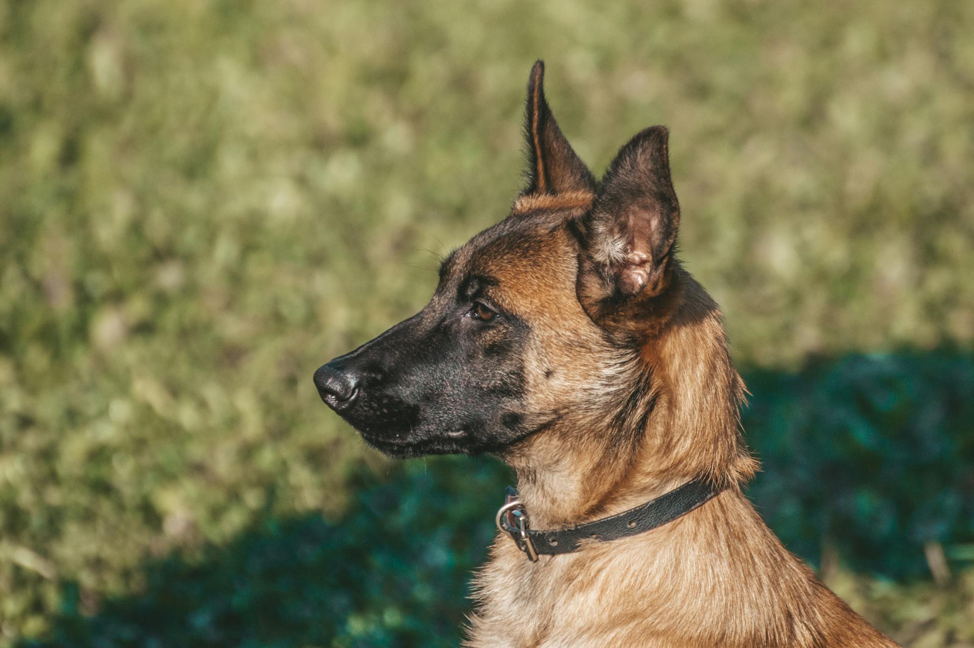 Une photo sélective d'un mignon malinois belge