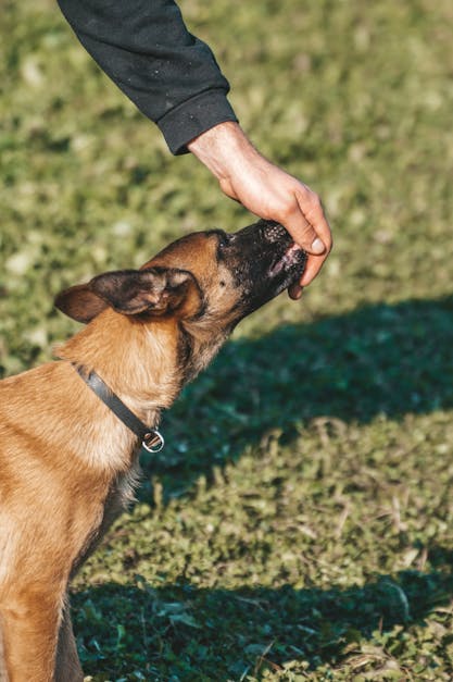 How to make a dog poop in one place