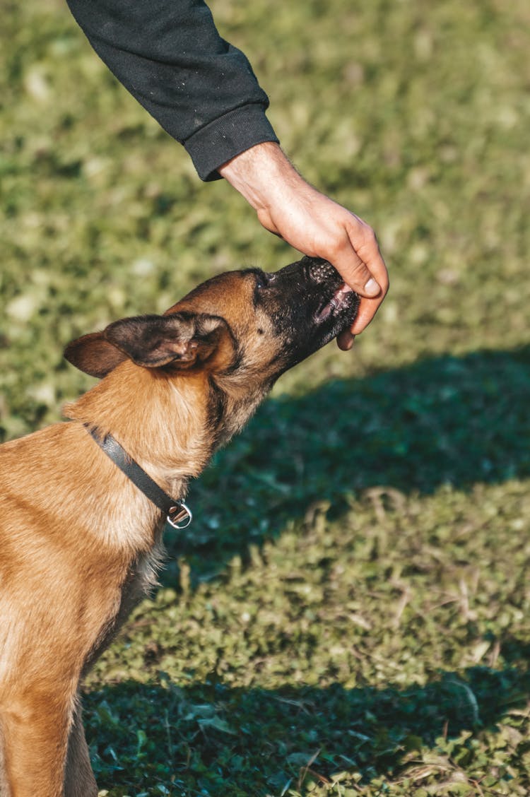 Dog Getting Snack