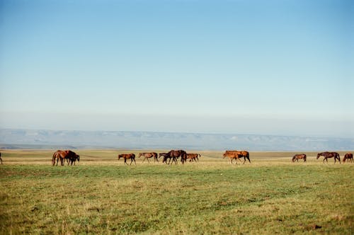 無料 ポニー, 放牧, 澄んだ青い空の無料の写真素材 写真素材