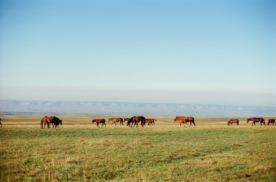 How do horses mate with pictures