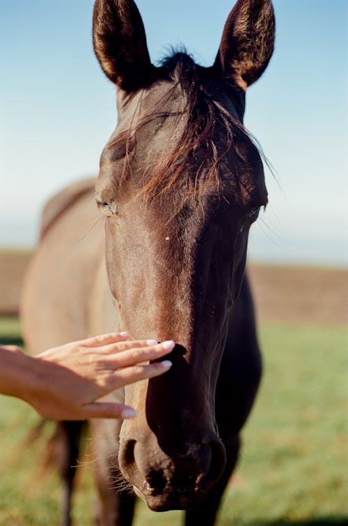 Foto profissional grátis de animal, cavalo castanho, crina