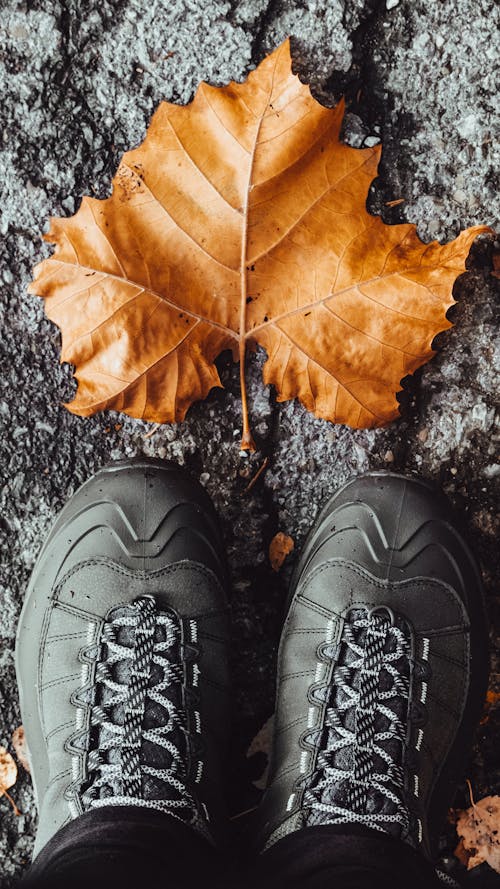 Free Close up on Leaf in Front of Shoes Stock Photo
