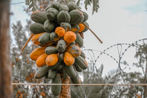 Fotos de stock gratuitas de desafío de orang, la papaya es la nueva naranja, naranja