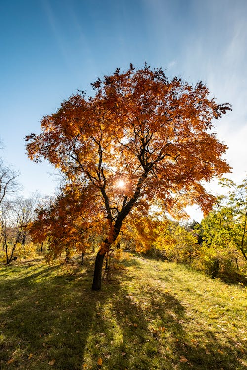 A Tree with Brilliant Fall Colors under a Blue Sky