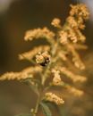 Bee Gathering Pollen