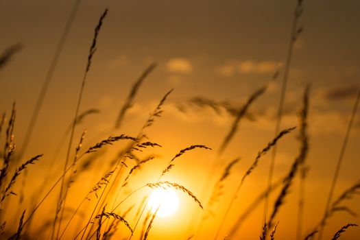 Silhouetted wild grass with a dramatic golden sunset background, creating a serene evening scene.