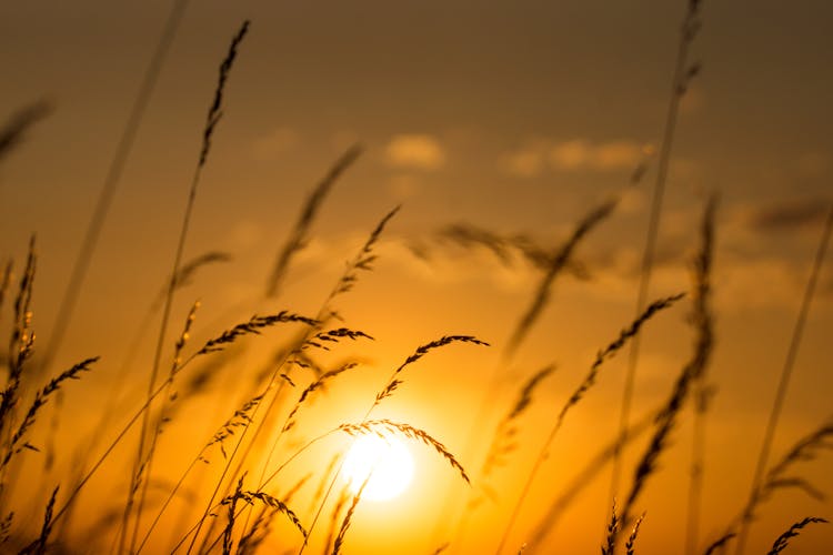 Silhouette Of Tall Wild Grass At Sunset