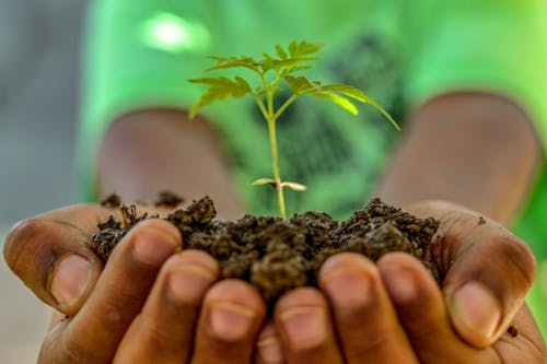 Fotos de stock gratuitas de crecer juntos