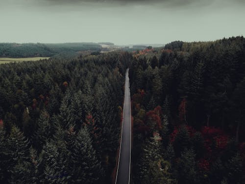 Immagine gratuita di alberi, boschi, foresta