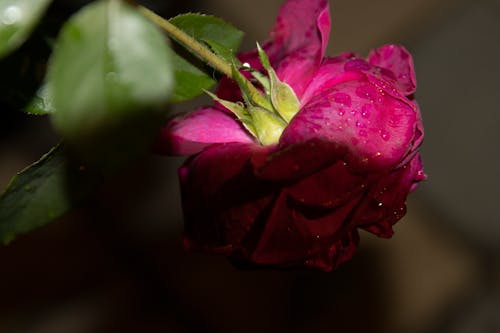 Close-Up Photo of a Pink Rose with Water Droplets