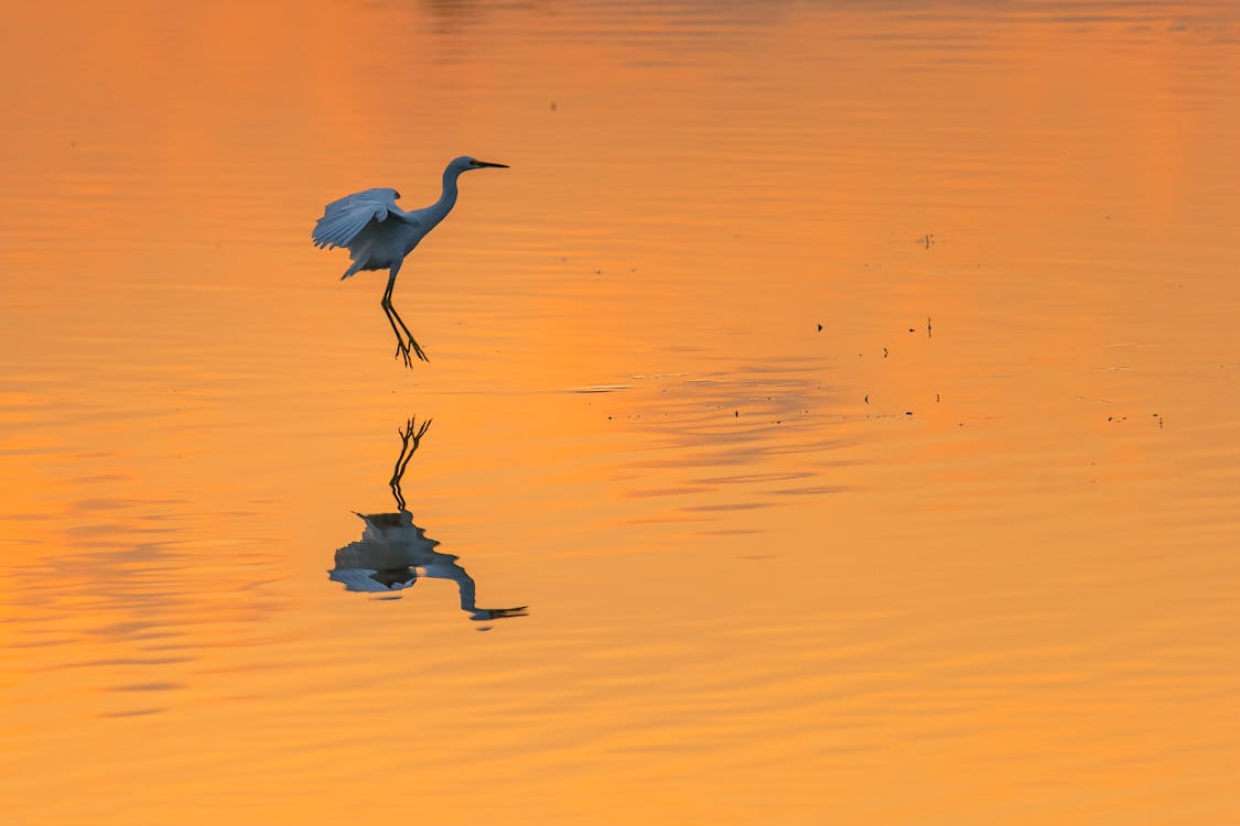 Photo of a Snowy Egret Landing on Water