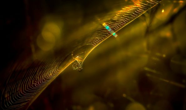 Close-up photograph of a spider intricately sitting on its web with golden lighting.