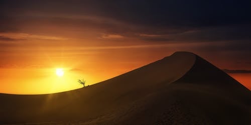 Foto profissional grátis de alvorecer, areia, árvore nua